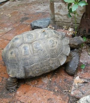 helmut eating cyphostemma