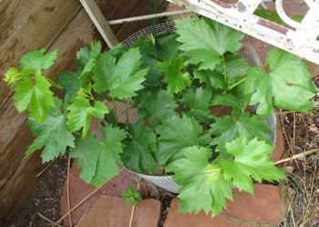 grape leaves