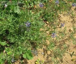 Lupinis bicolor