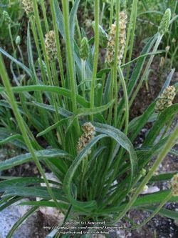 plantago