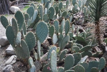 Opuntia