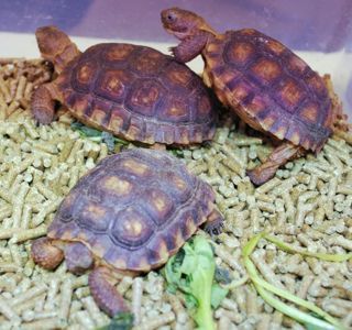 baby tortoises