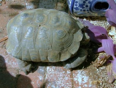 tortoise in sun