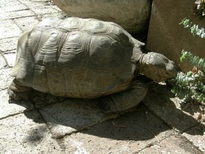 Tortoise sun 2