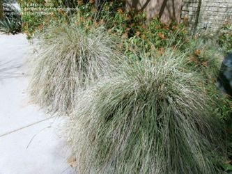 muhlenbergia