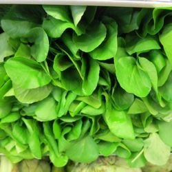 watercress