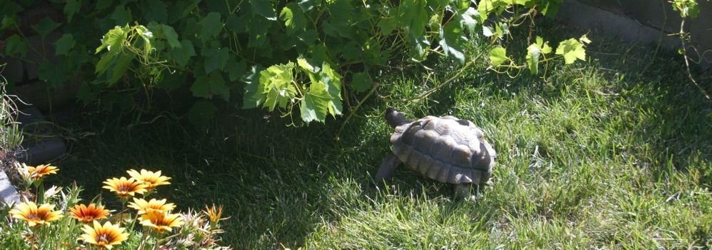 tortoise yard