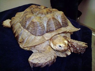 sulcata messed up