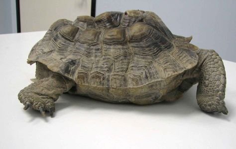 messed up tortoise