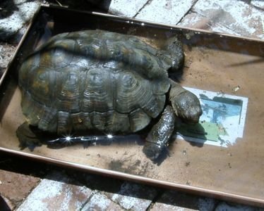 tortoise bath