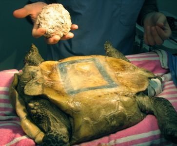 Bladder stone out of tortoise