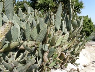 OPuntia