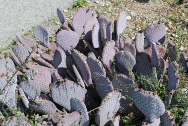 beavertail cactus