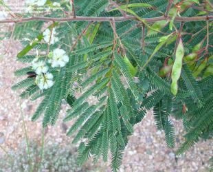 prairie acacia