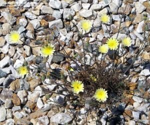 Desert Dandilion