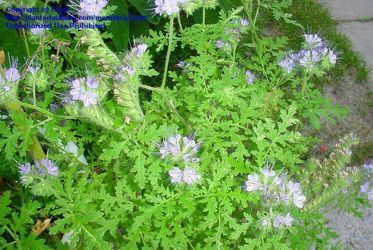 purple tansy