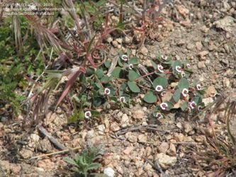 Euphorbia albomarginata