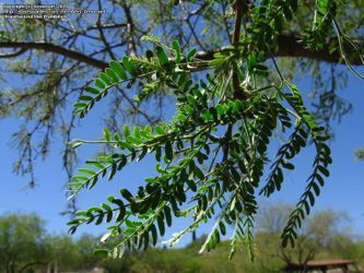 Prosopis