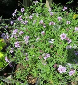 Verbena lilacina