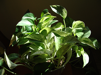 Sunlit Marble Queen Pothos