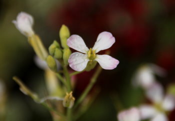 radish flower