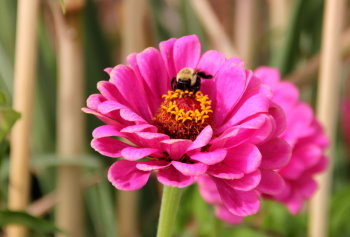 bee on zinnia