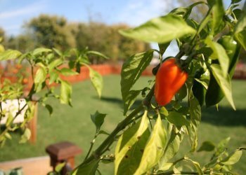 terry's peppers