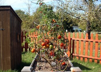 close up of tomatoes