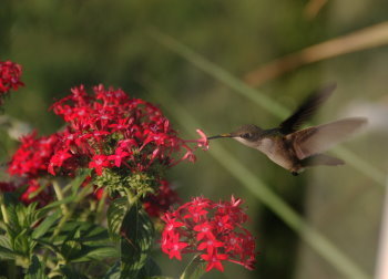 hummingbird