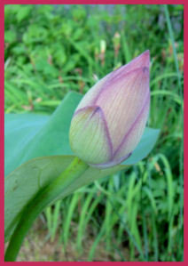 fat pink-edged lotus bud