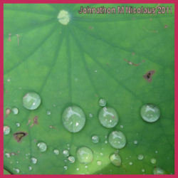 perfectly round water droplets on veined leaf