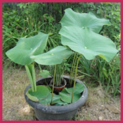 large round lotus leaves rising from half buried pot