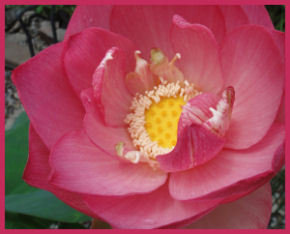 fully open bright pink bloom with frilled yellow center