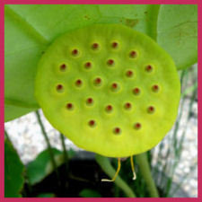 round flat-topped green pod with orange bumps