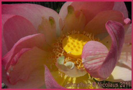 pink petals and golden center of fully open lotus bloom