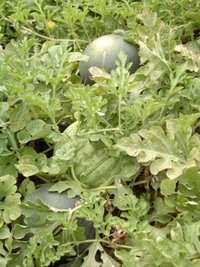 striped seedless watermelon growing in the patch with solid green sugar baby pollinator melons