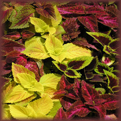 Coleus colors: photo by 'DaleTheGardener'