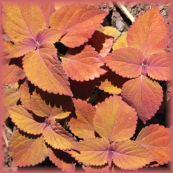 Solenostemon scutellarioides 'Sedona'