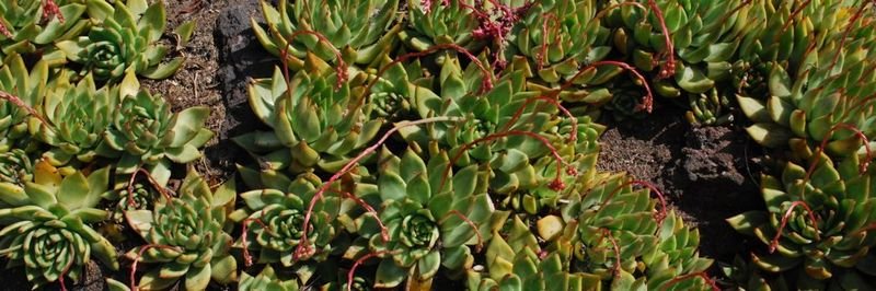 Echeveria agavoides 