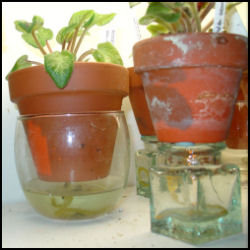 African violets in clay pots sitting on or in glass containers serving as reservoirs for wick watering