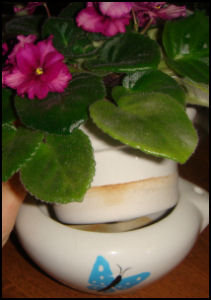 African violet in a self-watering pot, showing both the porous inner pot and the glazed ceramic outer pot