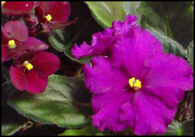 small red blooms and large violet bloom of two NOID (no official ID) African violets