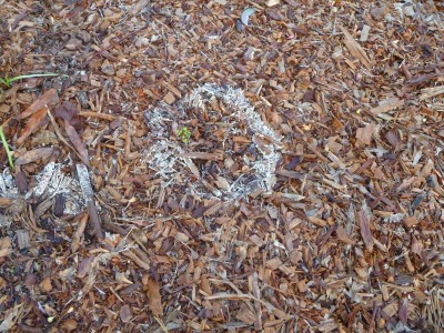 mulch fungus