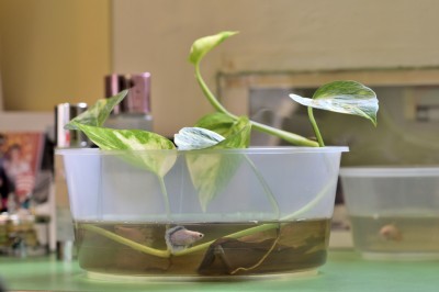 betta with plant