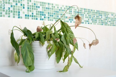 dying houseplant