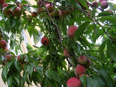 peach-tree