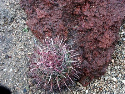 plant-in-lava-rock