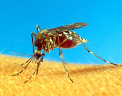 Mosquito biting a human