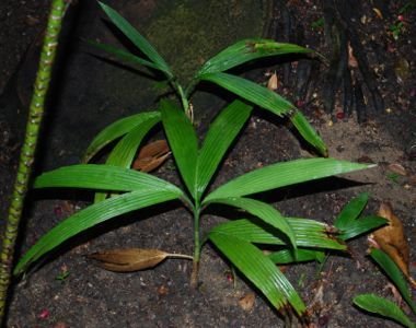 immature C fragrans