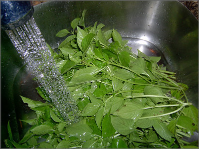 Thoroughly rinsing Basil